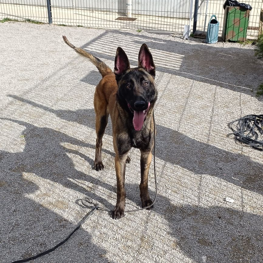 apprentissage malinois